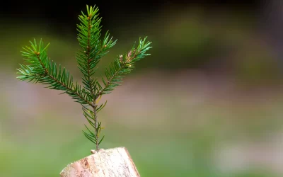 The most abundant Christmas of all